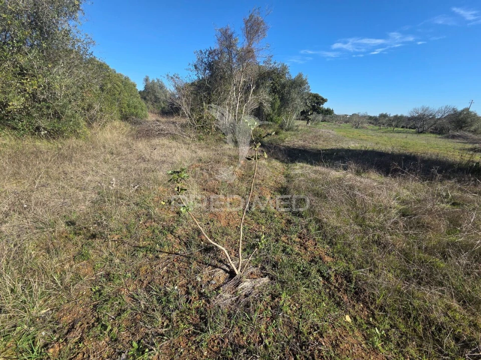 Quinta T0 para Venda em Paialvo Foto 33