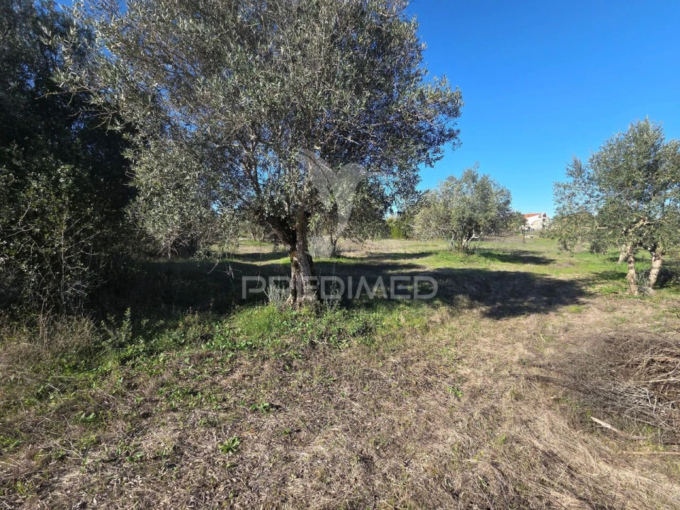 Quinta T0 para Venda em Paialvo Foto 28