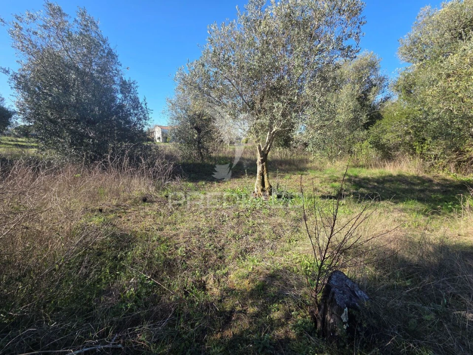 Quinta T0 para Venda em Paialvo Foto 31