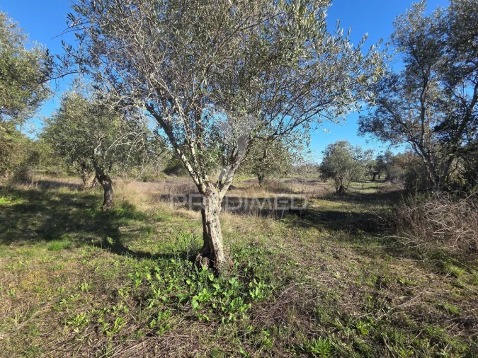 Quinta T0 para Venda em Paialvo Foto 32