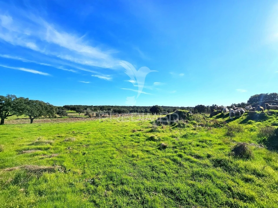 Quinta T0 para Venda em Ourique Foto 12
