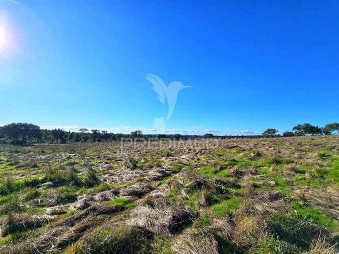 Quinta T0 para Venda em Ourique Foto 17