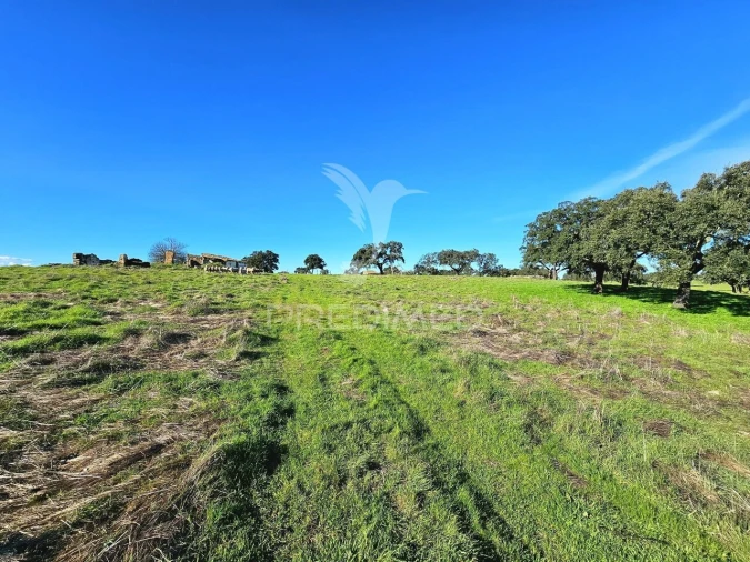 Quinta T0 para Venda em Ourique Foto 11