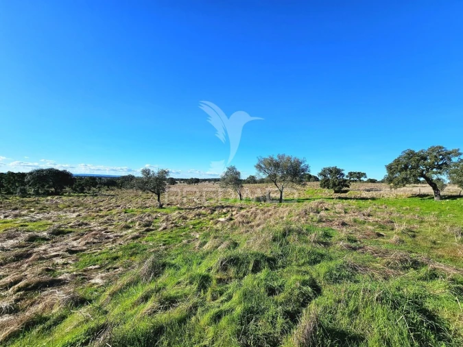 Quinta T0 para Venda em Ourique Foto 14