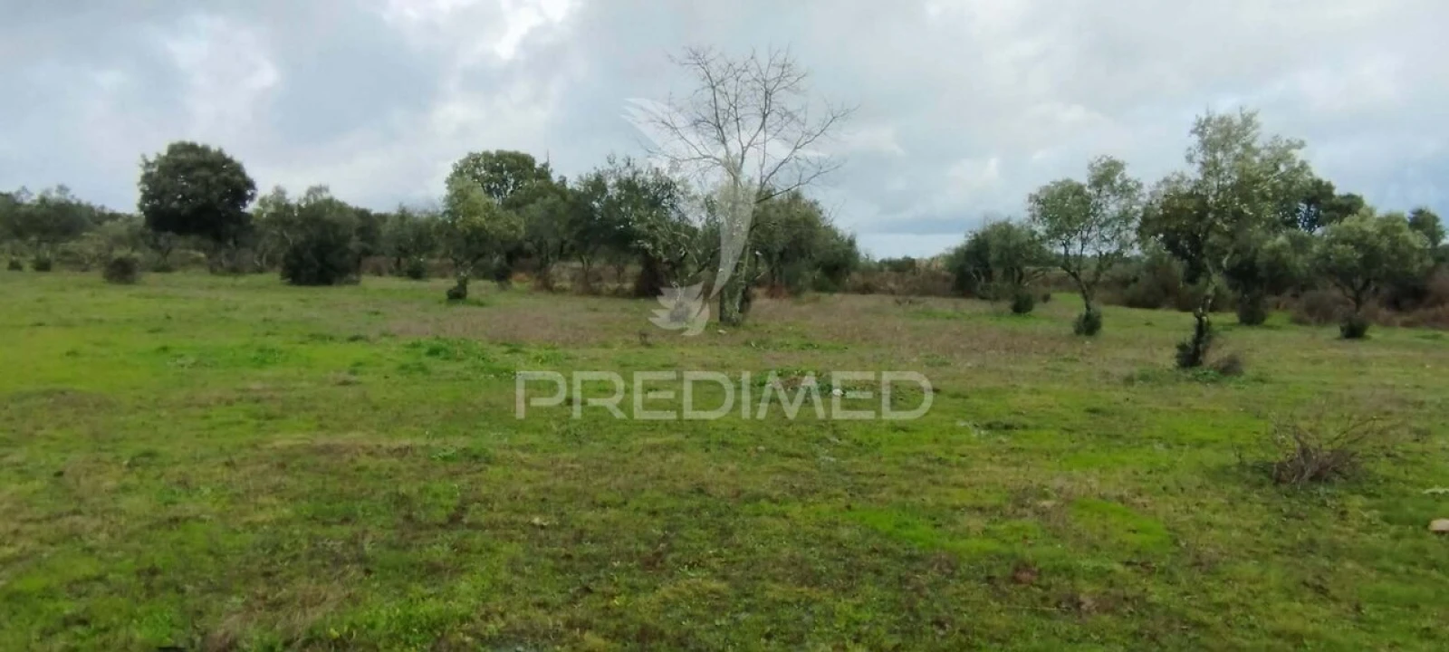 Terreno para Venda em Santa Maria da Devesa Foto 10