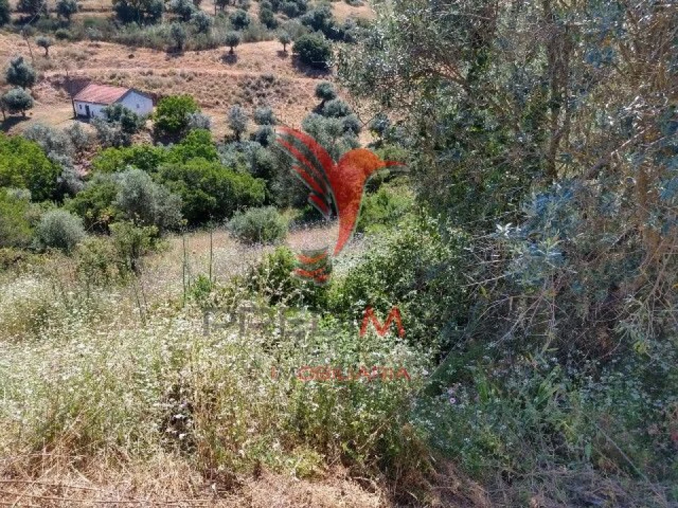 Terreno para Venda em Avis Foto 7