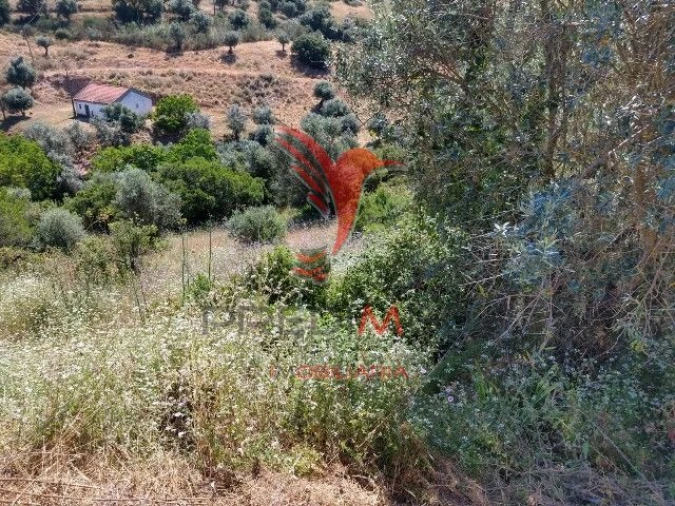 Terreno para Venda em Avis Foto 7