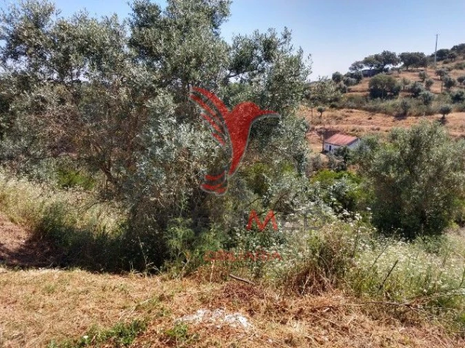 Terreno para Venda em Avis Foto 5