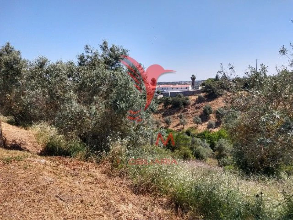 Terreno para Venda em Avis Foto 4