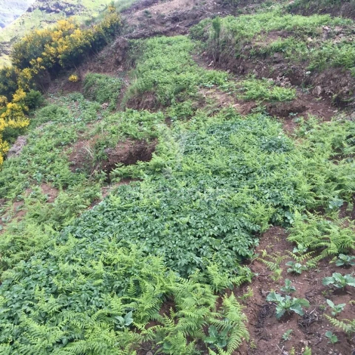 Terreno para Venda em Serra de Agua Foto 5