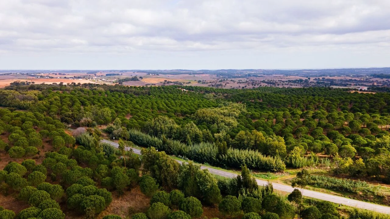 Terreno para Venda em Cercal Foto 10