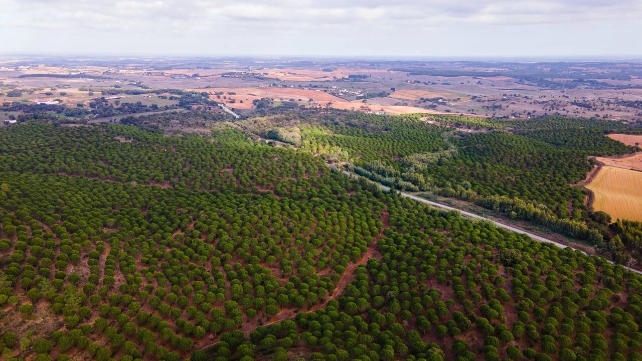 Terreno para Venda em Cercal Foto 15