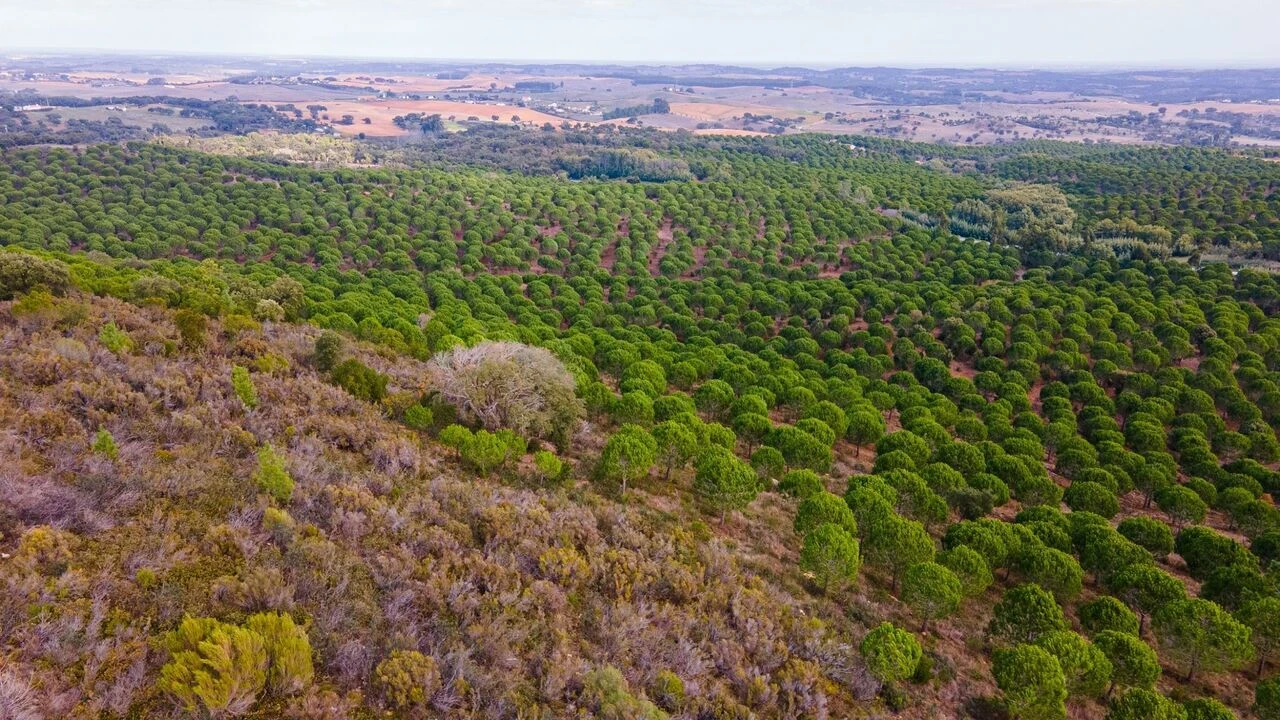 Terreno para Venda em Cercal Foto 16