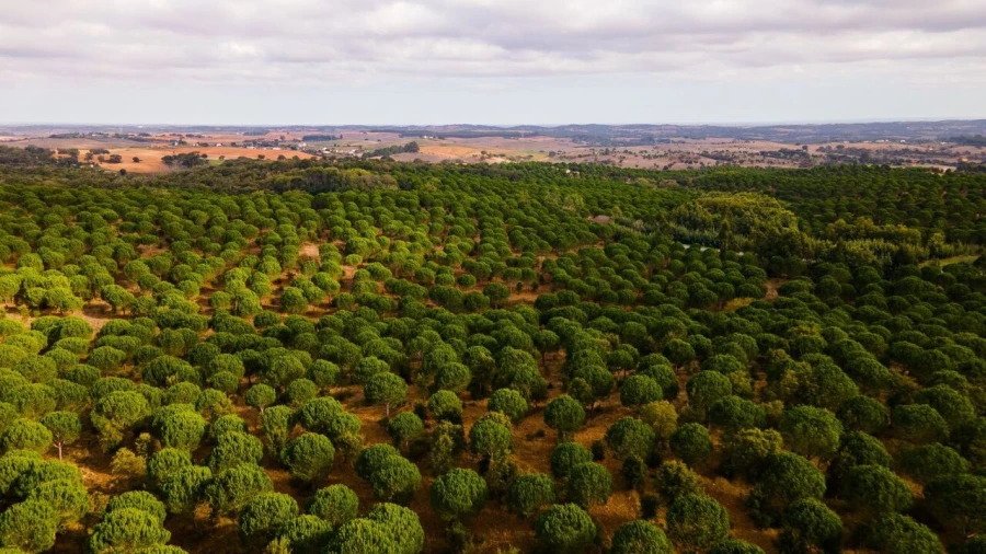 Terreno para Venda em Cercal Foto 7