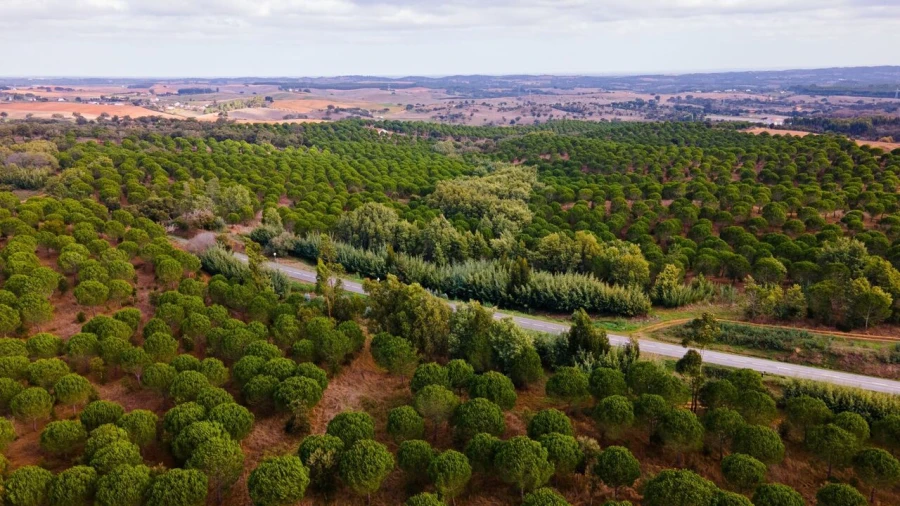 Terreno para Venda em Cercal Foto 9