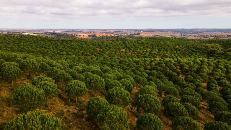 Terreno para Venda em Cercal Foto 6