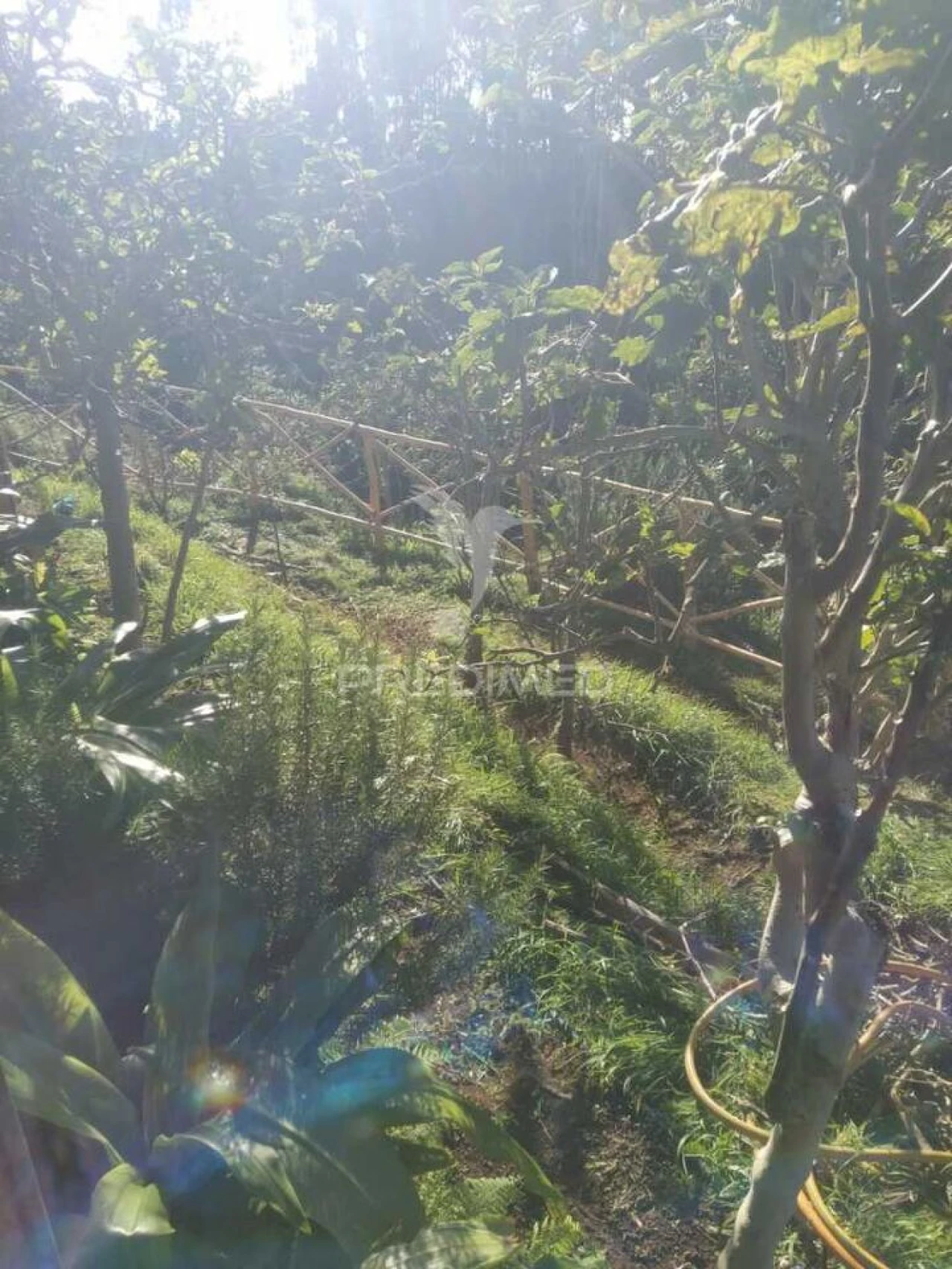 Terreno para Venda em Achadas da Cruz Foto 5