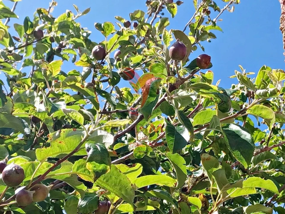 Terreno para Venda em Achadas da Cruz Foto 9