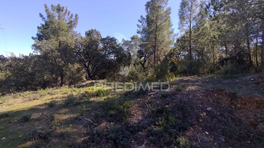 Terreno para Venda em Santa Margarida da Coutada Foto 6