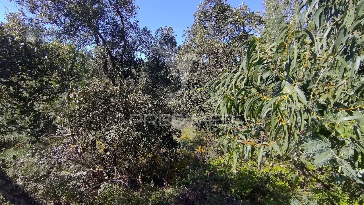 Terreno para Venda em Santa Margarida da Coutada Foto 13
