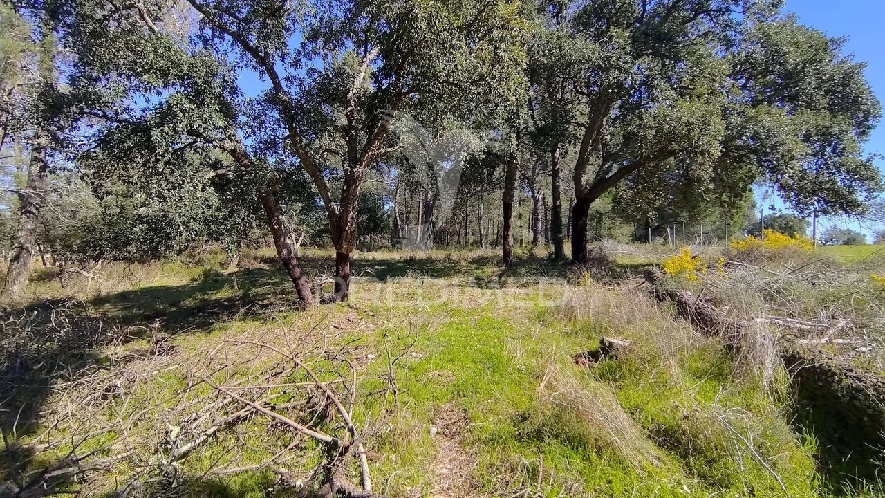 Terreno para Venda em Santa Margarida da Coutada Foto 23