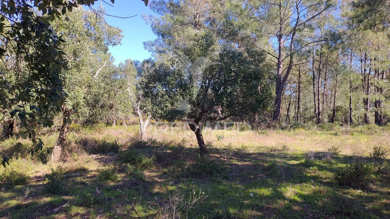 Terreno para Venda em Santa Margarida da Coutada Foto 15