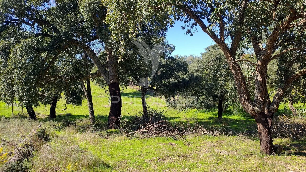 Terreno para Venda em Santa Margarida da Coutada Foto 20