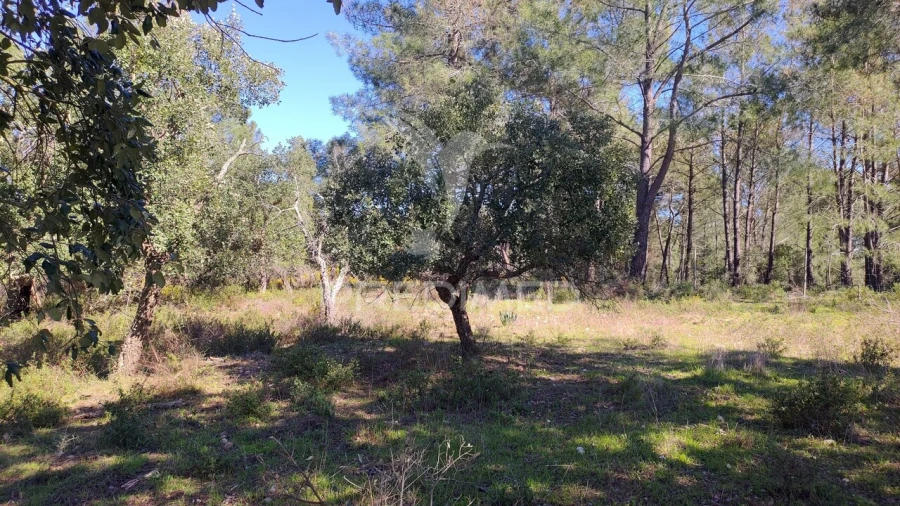 Terreno para Venda em Santa Margarida da Coutada Foto 15