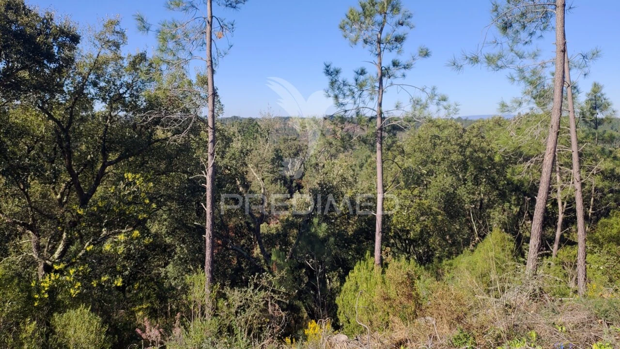 Terreno para Venda em Santa Margarida da Coutada Foto 1
