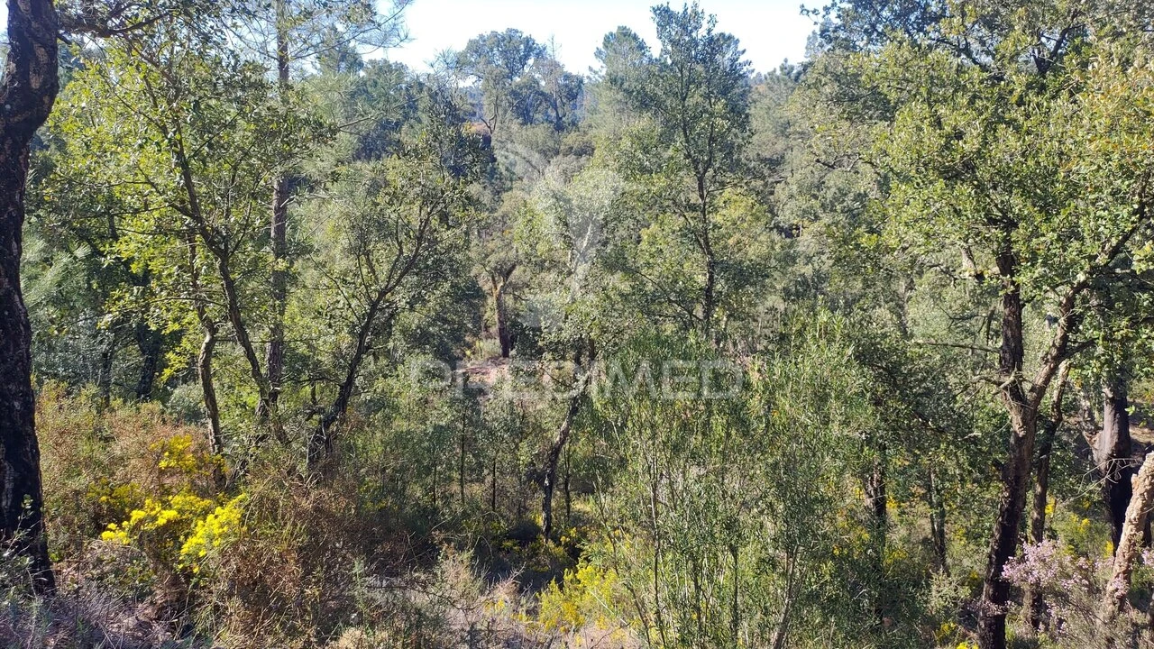 Terreno para Venda em Santa Margarida da Coutada Foto 11