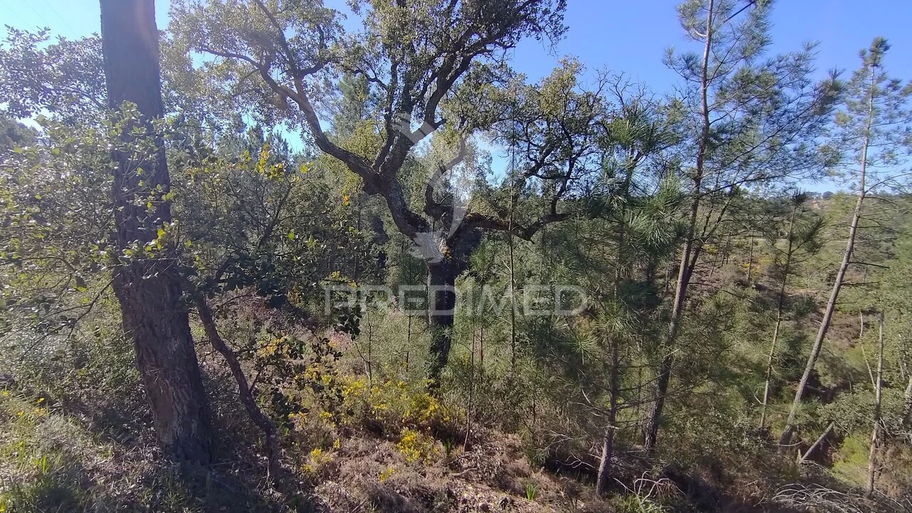 Terreno para Venda em Santa Margarida da Coutada Foto 16