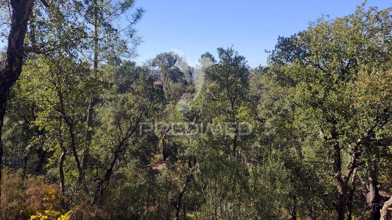 Terreno para Venda em Santa Margarida da Coutada Foto 12