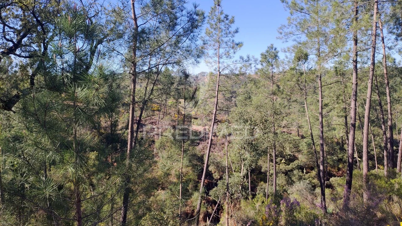 Terreno para Venda em Santa Margarida da Coutada Foto 17