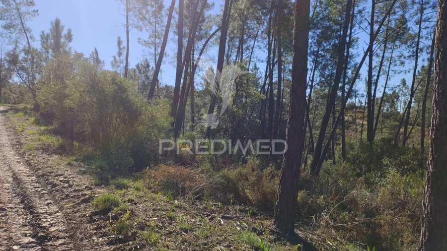 Terreno para Venda em Santa Margarida da Coutada Foto 19