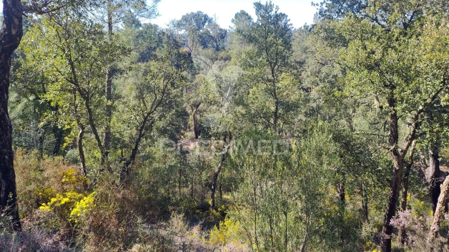 Terreno para Venda em Santa Margarida da Coutada Foto 11