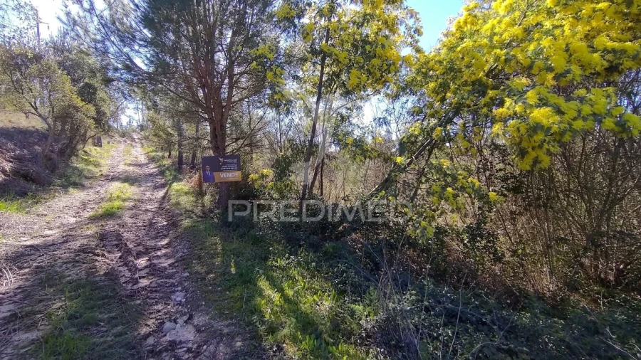 Terreno para Venda em Santa Margarida da Coutada Foto 33