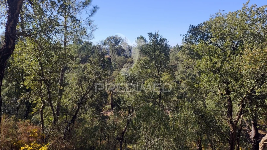 Terreno para Venda em Santa Margarida da Coutada Foto 12