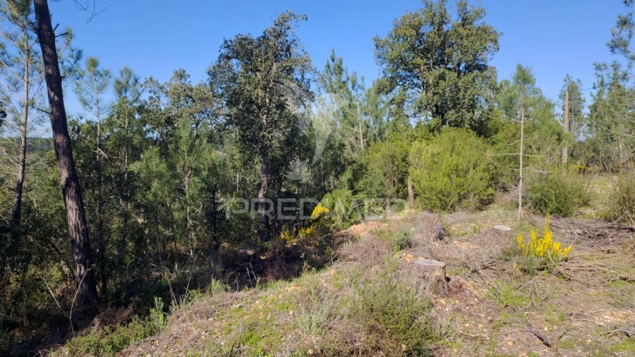 Terreno para Venda em Santa Margarida da Coutada Foto 4
