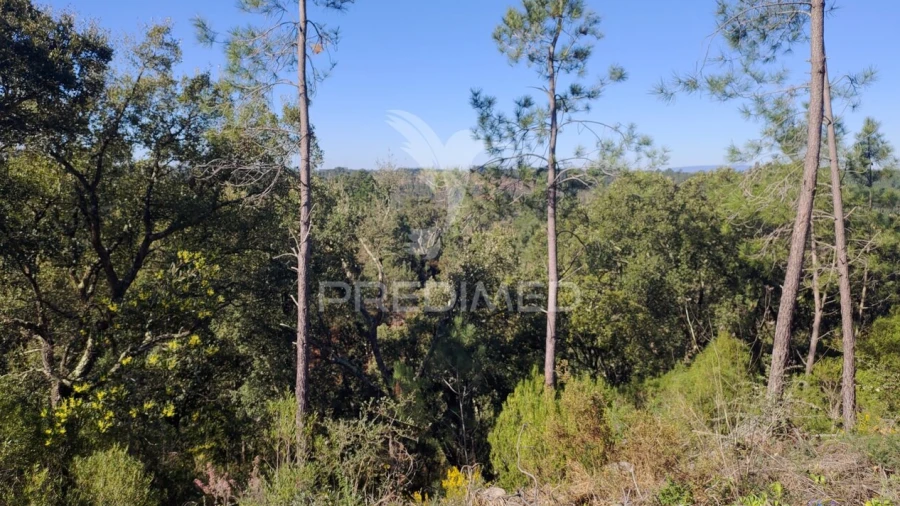 Terreno para Venda em Santa Margarida da Coutada