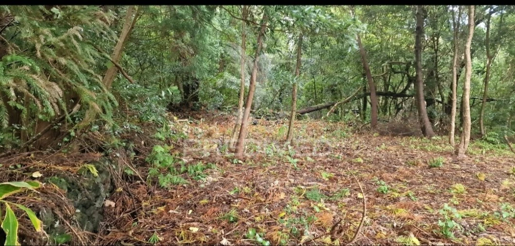 Terreno para Venda em Biscoitos Foto 13