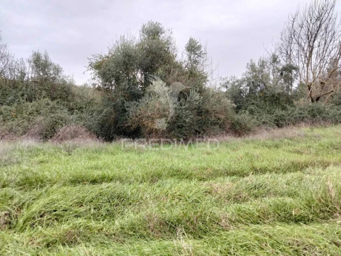 Terreno para Venda em Nossa Senhora da Conceição, São Brás dos Matos, Juromenha Foto 1