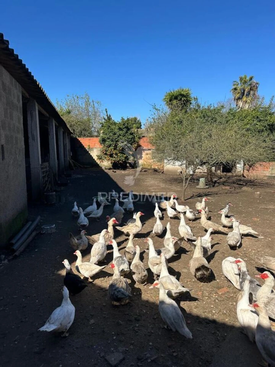 Terreno para Venda em Arrouquelas Foto 3