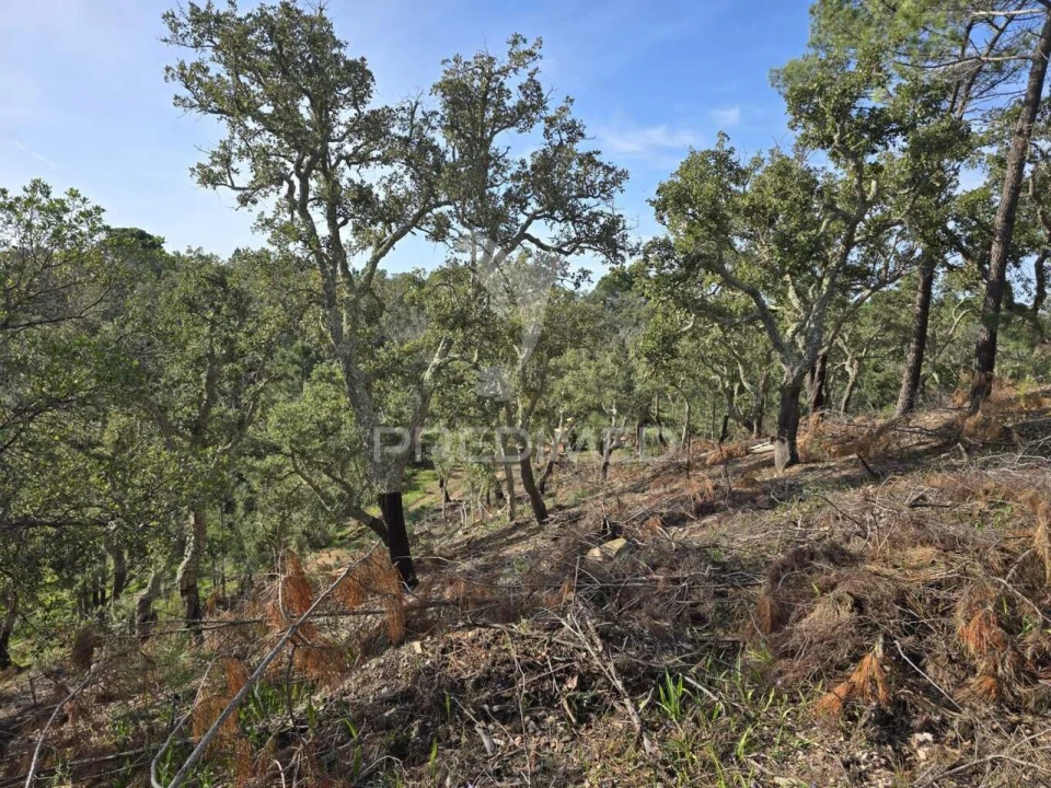 Terreno para Venda em Melides Foto 27