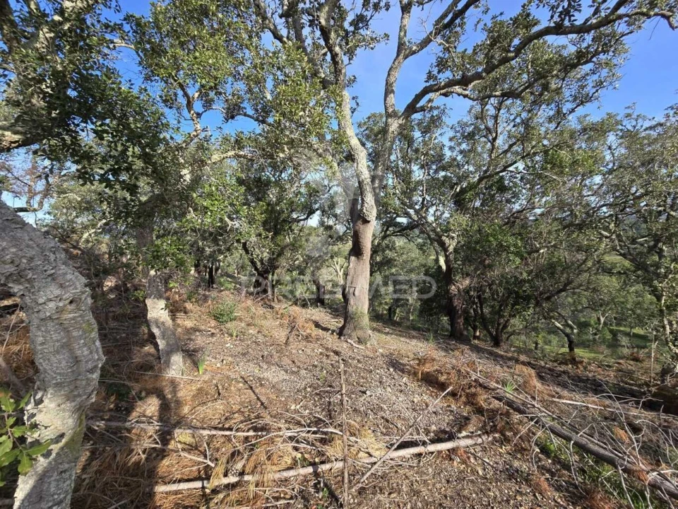 Terreno para Venda em Melides Foto 18