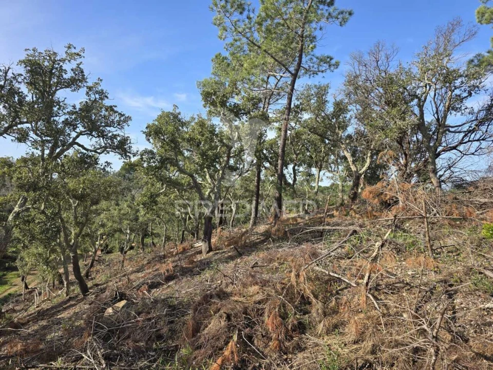 Terreno para Venda em Melides Foto 26