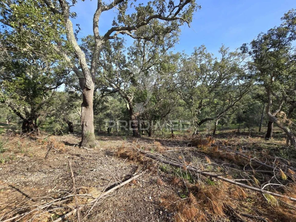 Terreno para Venda em Melides Foto 19