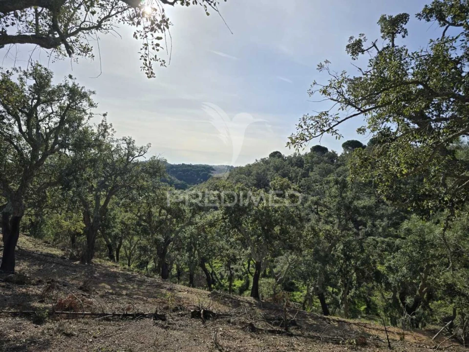 Terreno para Venda em Melides Foto 13