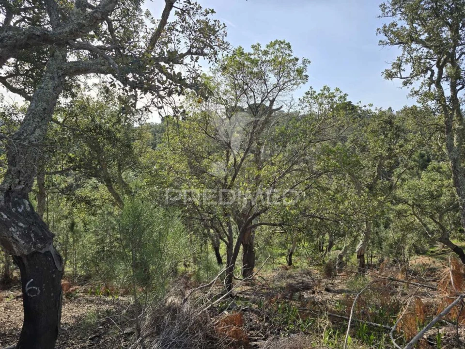 Terreno para Venda em Melides Foto 25