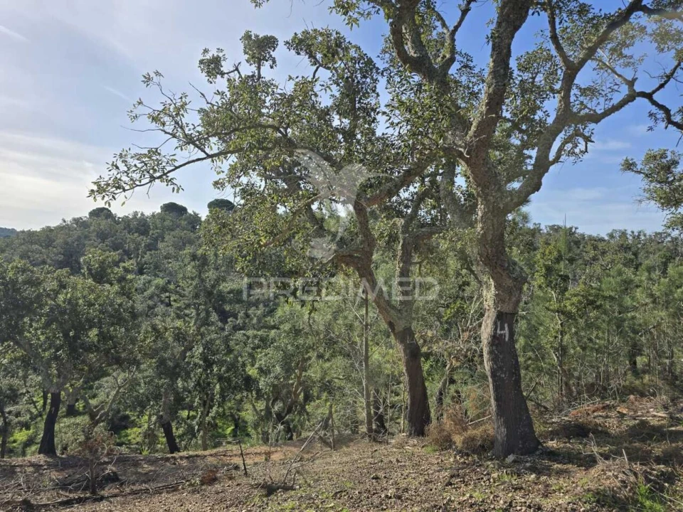 Terreno para Venda em Melides Foto 11