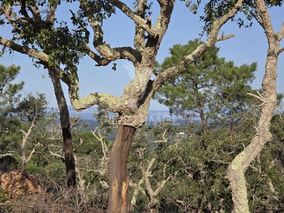 Terreno para Venda em Melides Foto 23